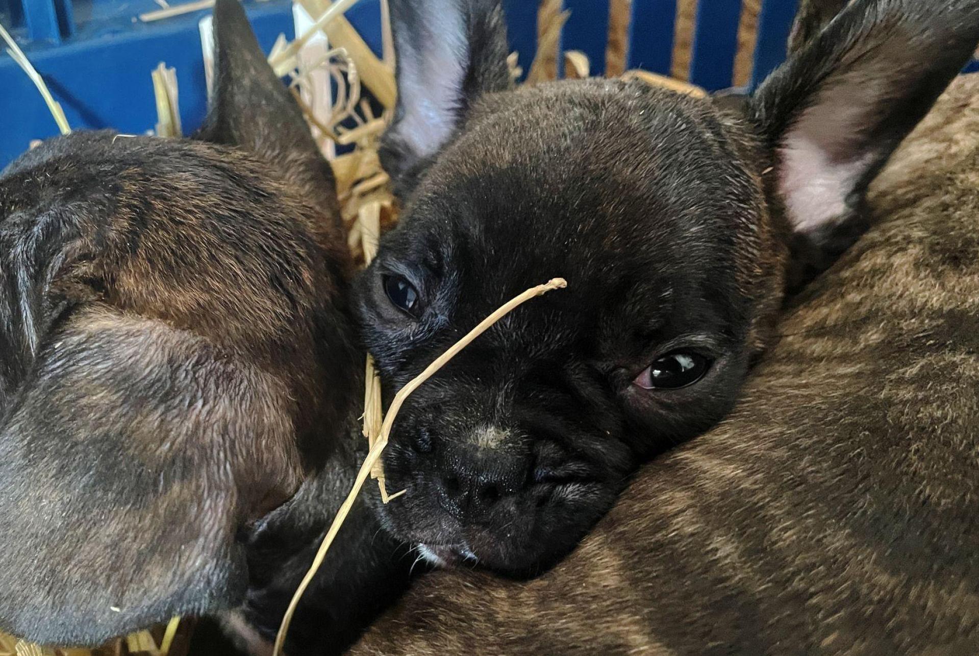 Tierschützer gehen von einer hohen Dunkelziffer beim illegalen Handel mit Welpen aus. (Symbolbild) (Bild: Paul Zinken/dpa)