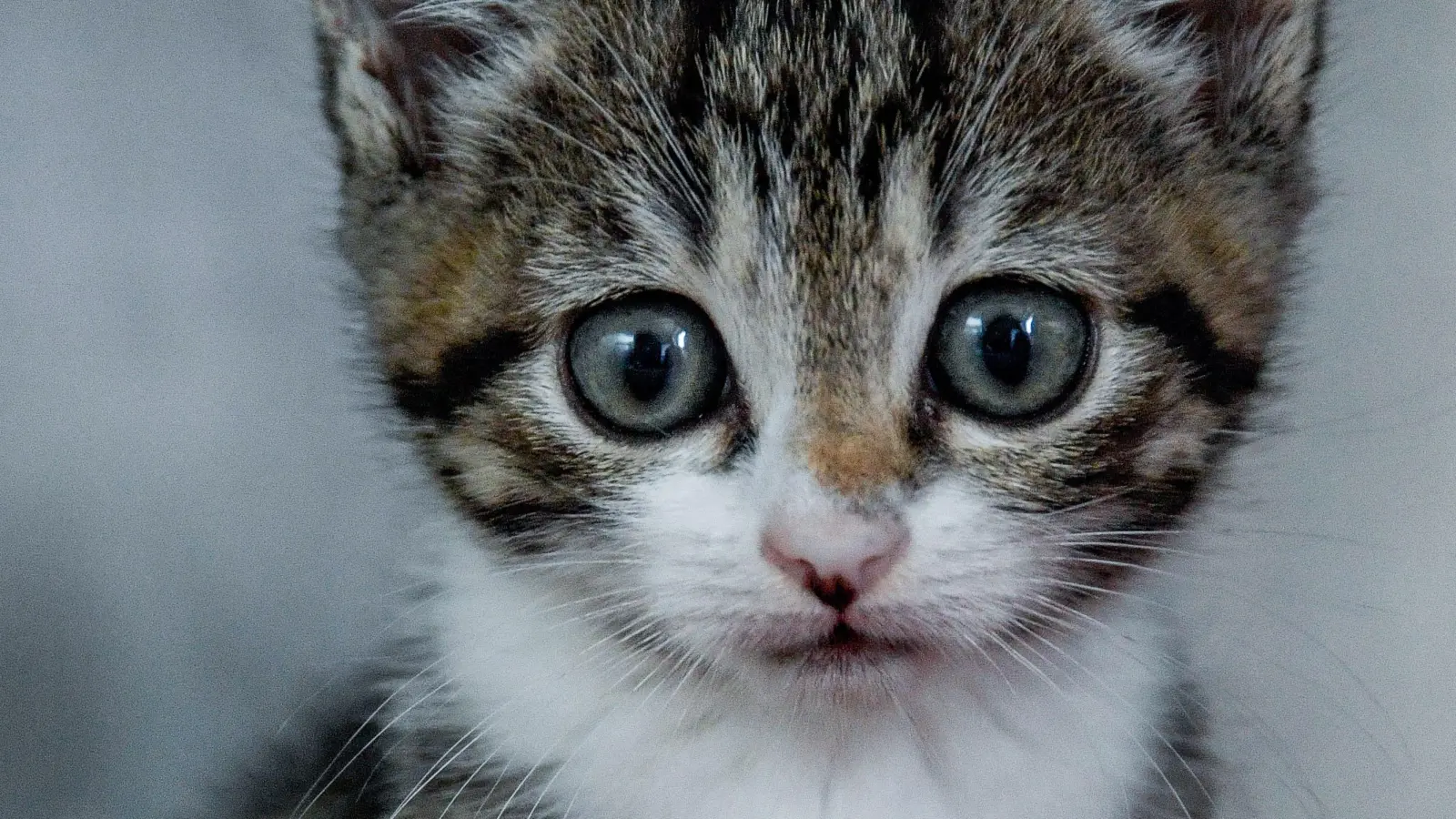 In Weigendorf hat ein Vermieter nach der Räumung eines Hauses Katzenbabys gefunden: Zwei waren bereits tot, ein weiteres verstarb auf dem Weg zum Tierarzt. (Symbolbild: Axel Heimken/dpa)