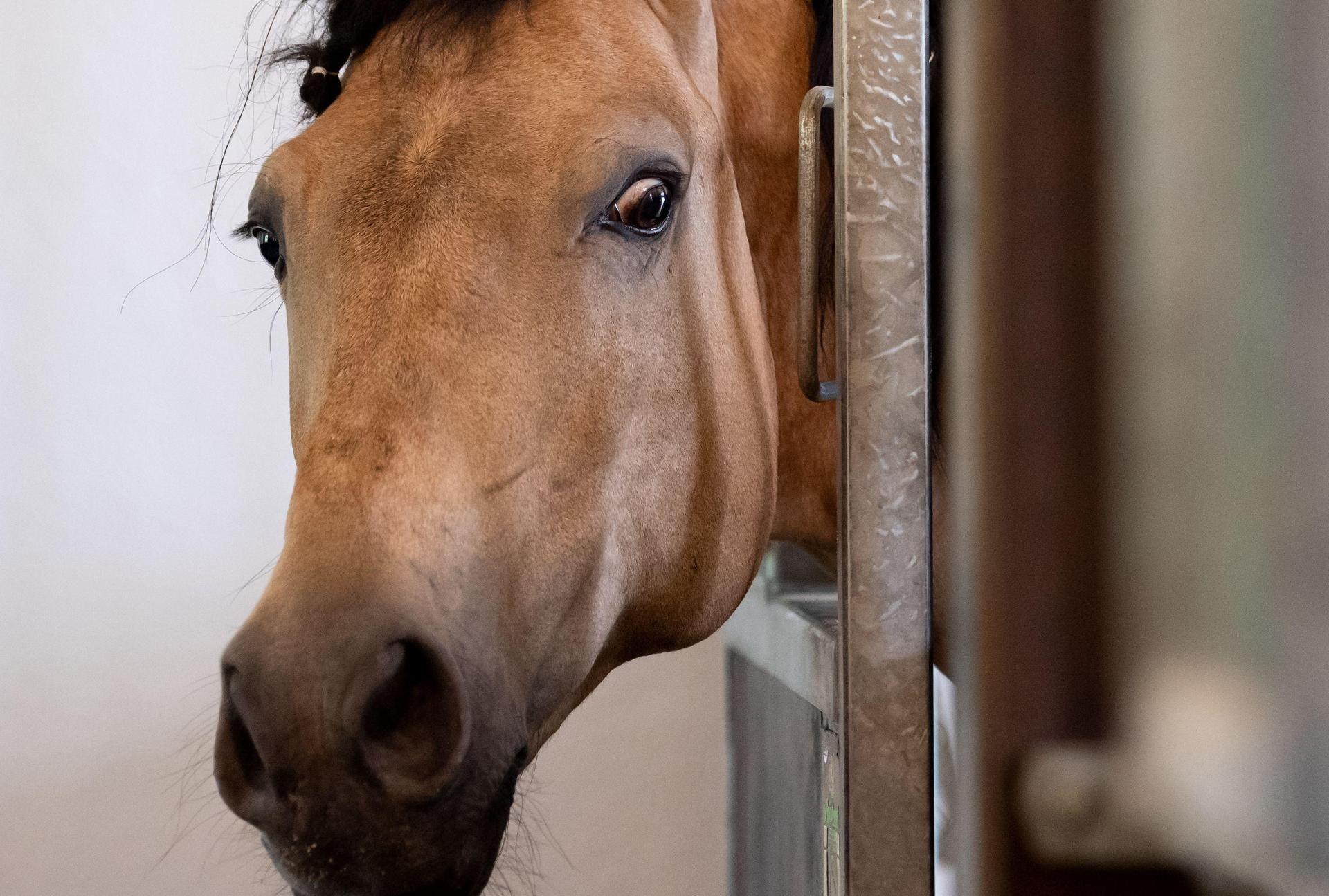Drei entlaufene Pferde trabten in Hahnbach auf die B14 und sorgten für kurze Aufregung im Berufsverkehr. Ein Autofahrer sicherte die Tiere ab. (Symbolbild: Sven Hoppe)