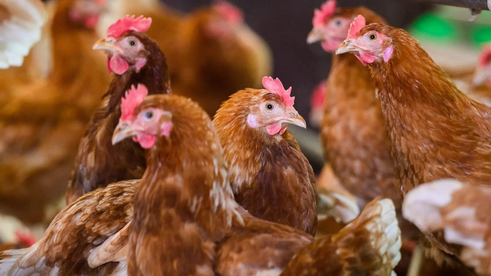 Das Veterinäramt Amberg-Sulzbach informiert über das erhöhte Risiko der Verbreitung von Vogelgrippe-Viren. (Symbolbild: Julian Stratenschulte/dpa)