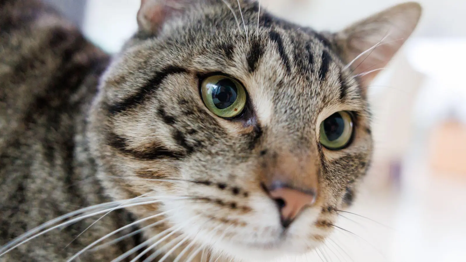 Ein unbekannter Täter hat in Meerbodenreuth mit dem Luftgewehr auf eine Katze geschossen und diese dabei schwer verletzt.  (Symbolbild: Daniel Karmann/dpa)