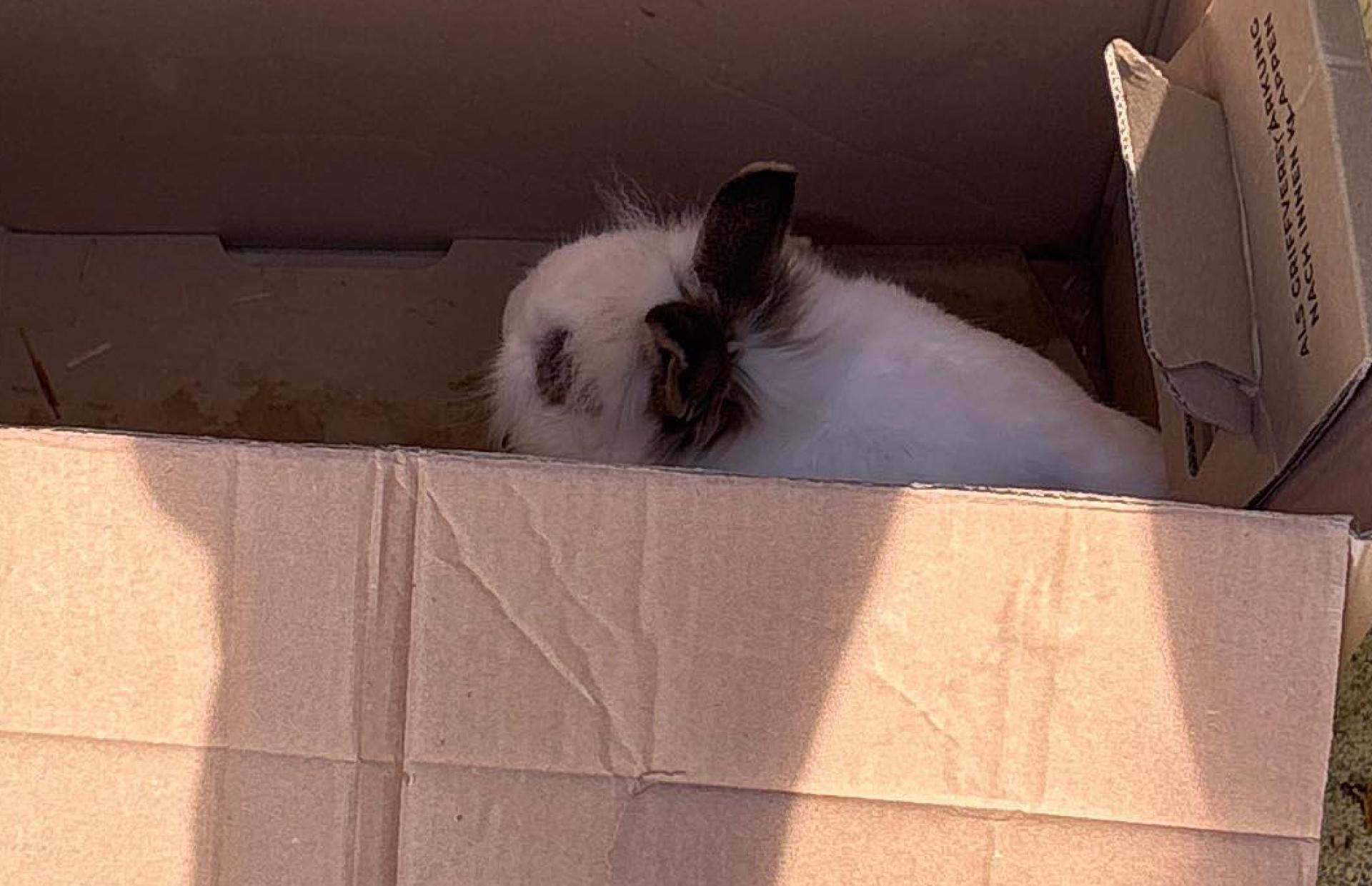 Unbekannte haben zwei Kaninchen in einem Altkleidercontainer in Thalmassing ausgesetzt. (Bild: Polizeiinspektion Neutraubling)