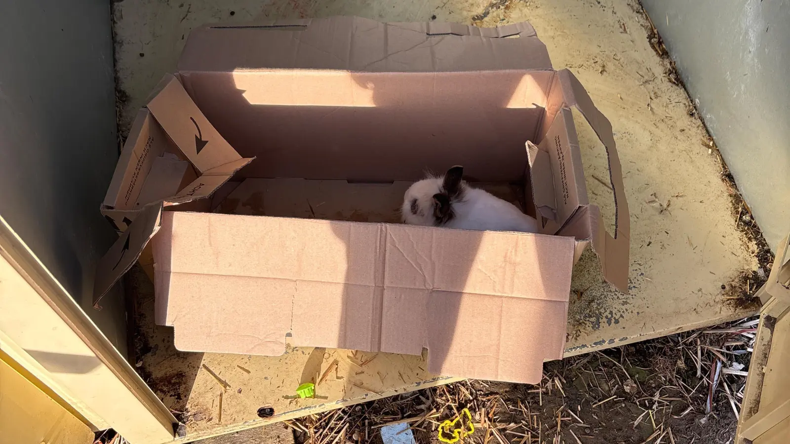 Unbekannte haben zwei Kaninchen in einem Altkleidercontainer in Thalmassing ausgesetzt. (Bild: Polizeiinspektion Neutraubling)