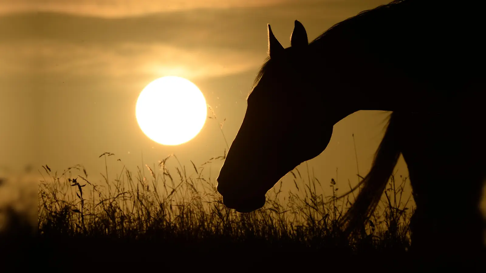 Bei einem Unfall bei Freystadt sind zwei Pferde gestorben. (Symbolbild: Felix Kästle/dpa)