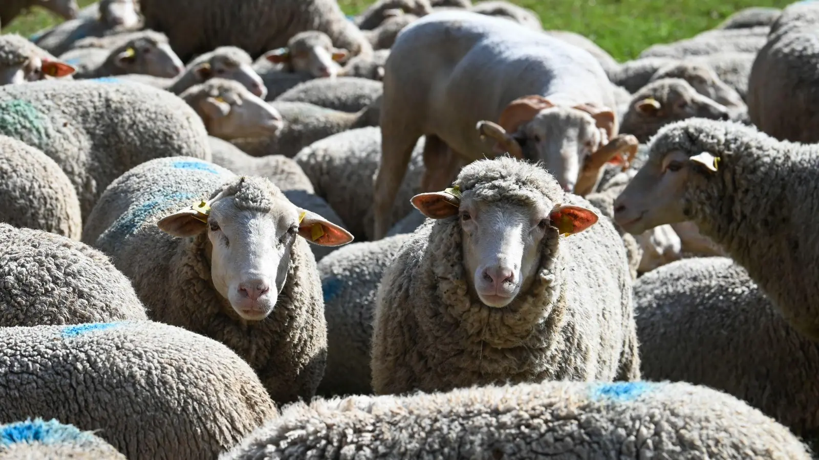 Rund 20 Tiere brechen aus ihrem Gehege aus. (Symbolbild) (Bild: Heiko Rebsch/dpa)