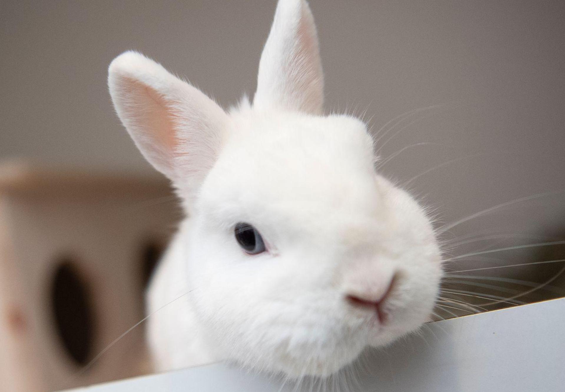 So sieht ein Zwergkaninchen aus. Ein Tier wie dieses wurde am Wochenende in Michelfeld aus einem verschlossenen Stall gestohlen. (Symbolbild: Paul Zinken/dpa)