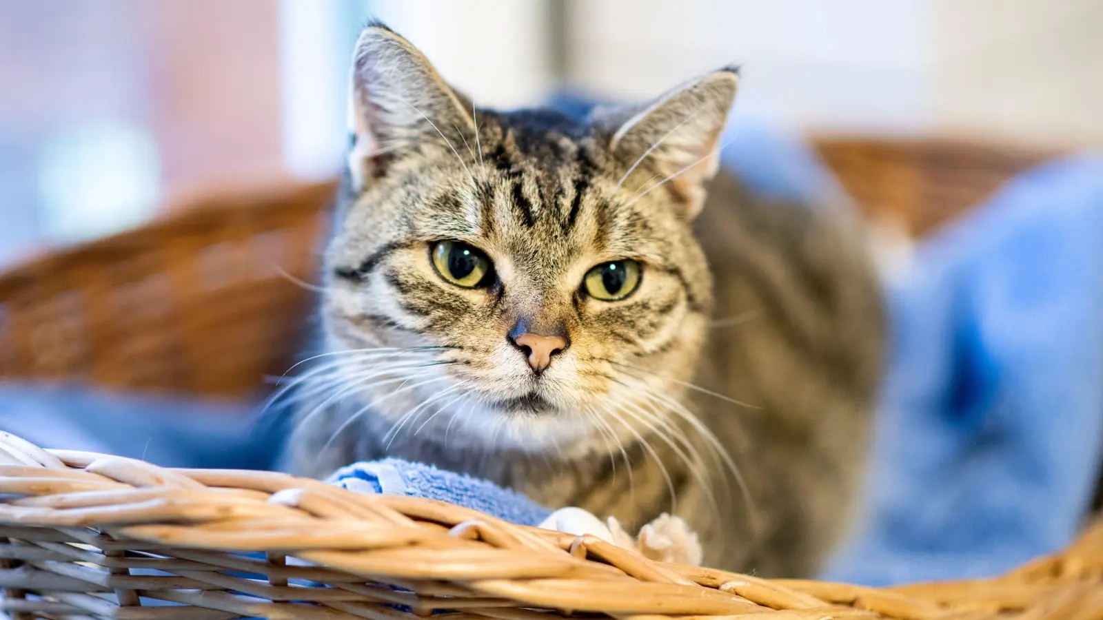 Im Landkreis Amberg-Sulzbach hat ein Unbekannter eine Katze schwer misshandelt. Die Verletzungen des Tieres zeigten das eindeutig, teilt die Polizei Vilseck mit. (Symbolbild: Hauke-Christian Dittrich)