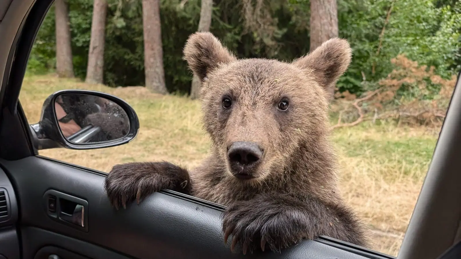 In Rumänien schaut schon mal ein Bär ins Auto. (Bild: Vanessa Aulinger)