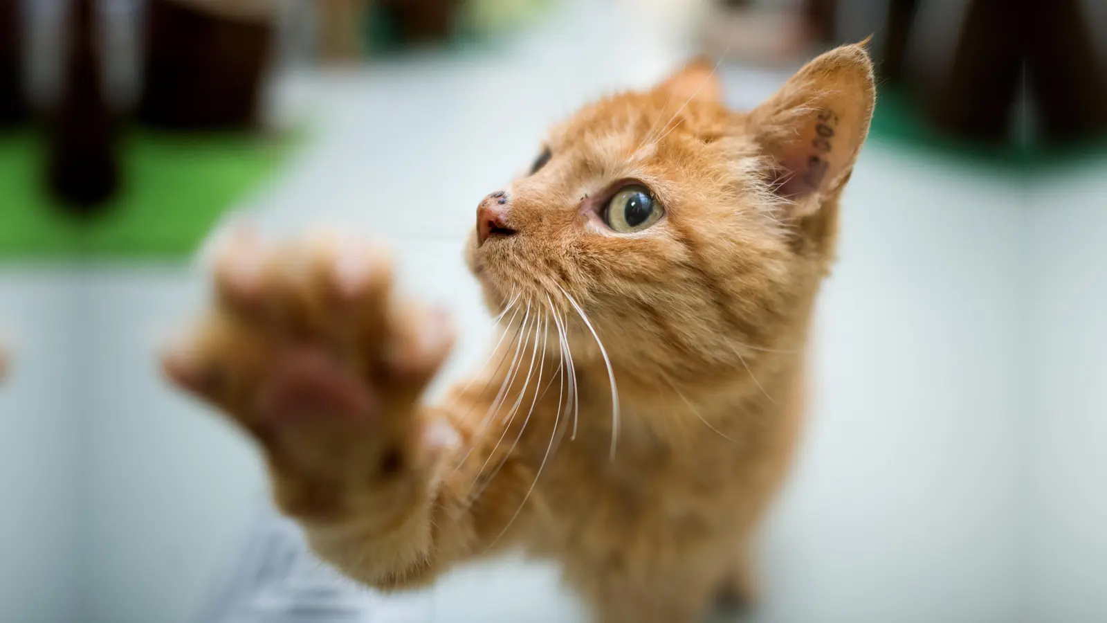 Ein Unbekannter hat am Wochenende in Regensburg eine Katze mit einem Luftgewehr angeschossen. (Symbolbild: Friso Gentsch/dpa)