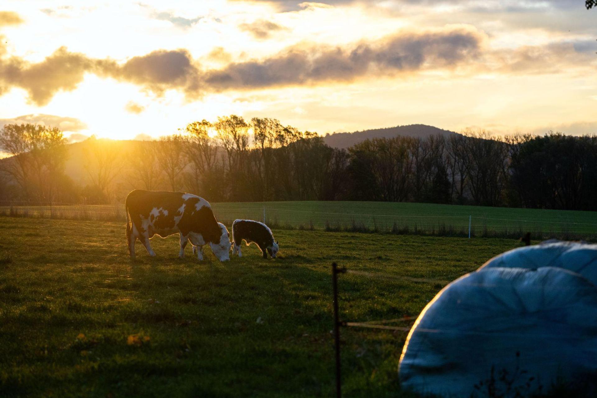 Wegen der Kuh auf der falschen Weide gerieten zwei Landwirte in der Oberpfalz in Streit.  (Symbolbild: Pia Bayer/dpa)