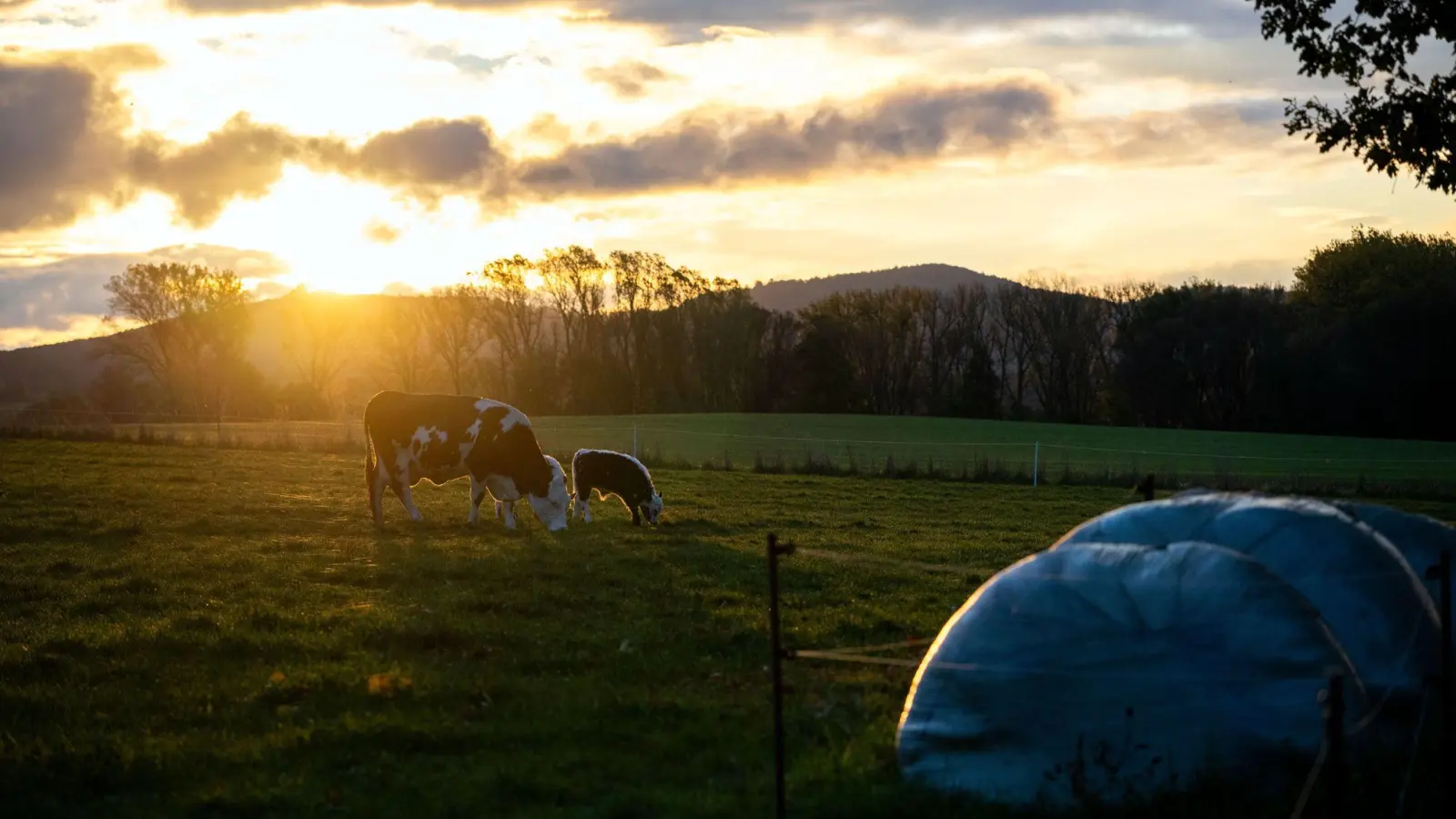 Wegen der Kuh auf der falschen Weide gerieten zwei Landwirte in der Oberpfalz in Streit.  (Symbolbild: Pia Bayer/dpa)