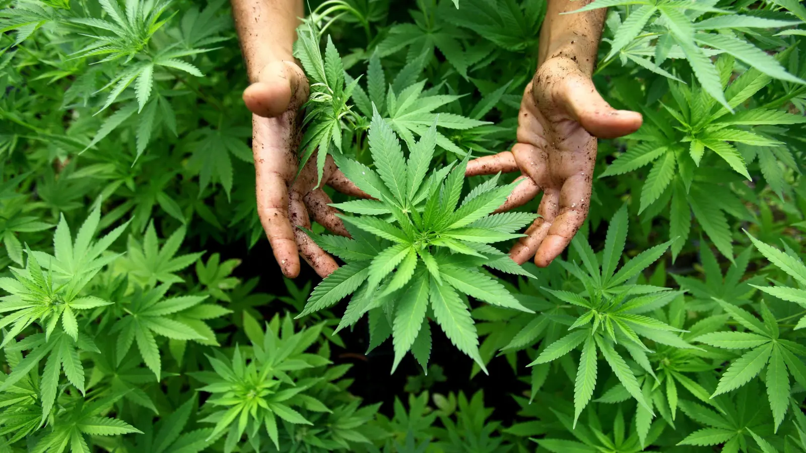 Der Bauausschuss des Hirschauer Stadtrates ist gegen einen Cannabisanbau in Träglhof. (Archivbild: ABIR SULTAN/dpa)