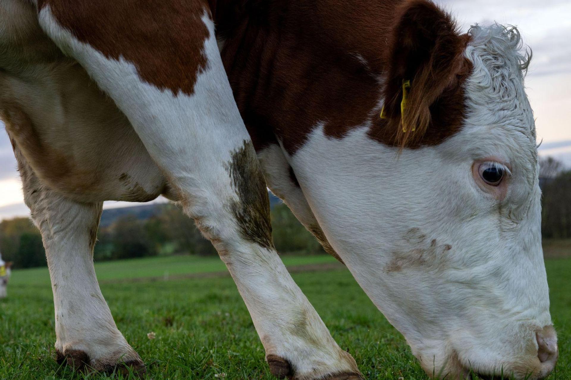 Mehrere Versuche, die Kuh einzufangen, blieben laut Polizei erfolglos. (Symbolbild) (Bild: Pia Bayer/dpa)