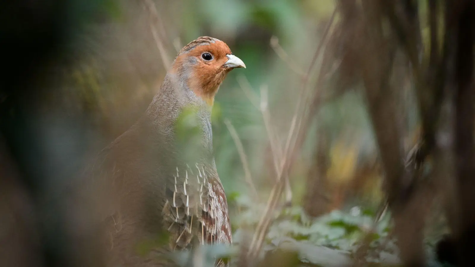 Das in seinem Bestand gefährdete Rebhuhn ist zum Vogel des Jahres gewählt worden. (Archivbild) (Bild: Sina Schuldt/dpa)