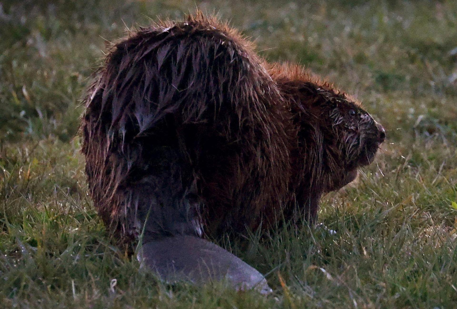 Der Unbekannte schlug vergangene Woche zu. (Symbolbild) (Bild: Karl-Josef Hildenbrand/dpa)