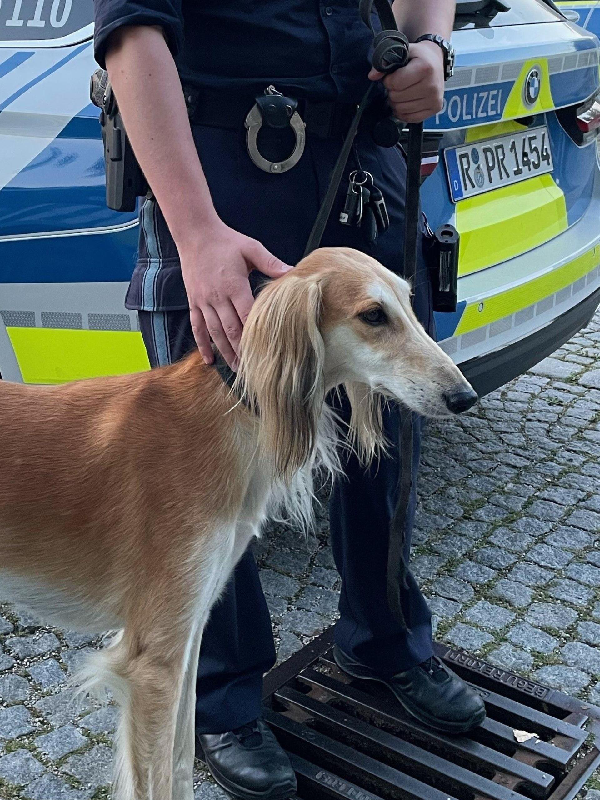 Viel Zeit musste der entlaufene Hund nicht in Schutzgewahrsam verbringen.  (Bild: Polizeiinspektion Amberg )