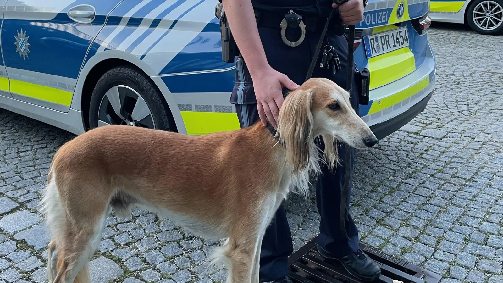 Viel Zeit musste der entlaufene Hund nicht in Schutzgewahrsam verbringen.  (Bild: Polizeiinspektion Amberg )