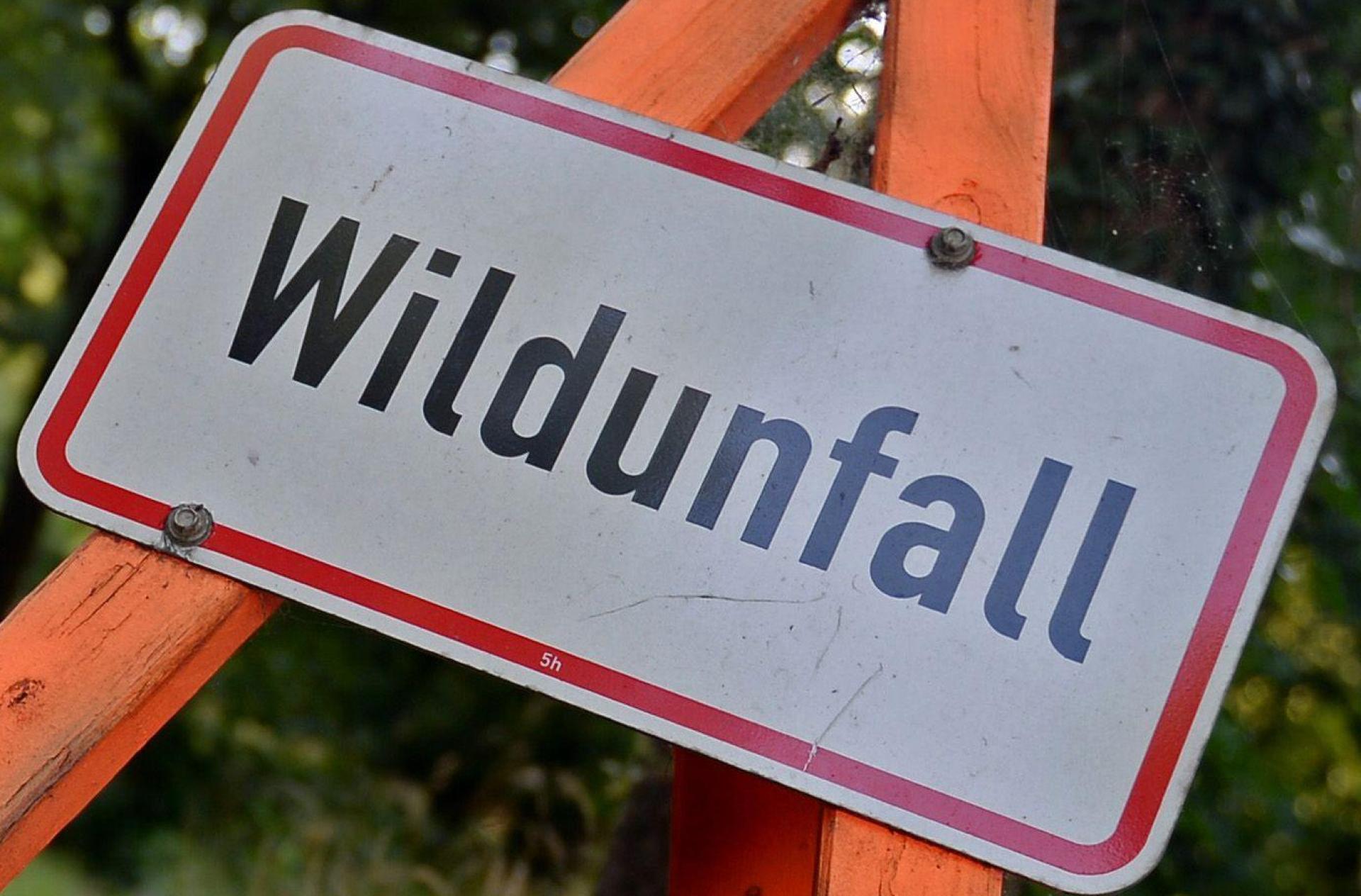 Zu einem Wildunfall kam es am Donnerstag auf der Staatsstraße 2165 bei Schmidmühlen. (Symbolbild: Susann Prautsch/dpa)