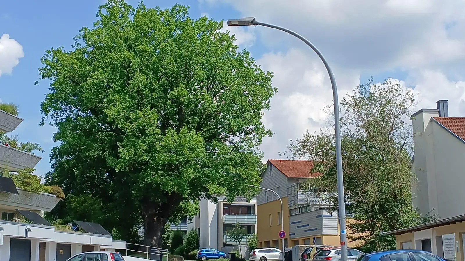 Wegen Baumschnittarbeiten an dem Naturdenkmal ist die Jahnstraße in Amberg im Einmündungsbereich zur Theodor-Heuss-Straße ab Montag gesperrt.  (Bild: Thomas Penzkofer)