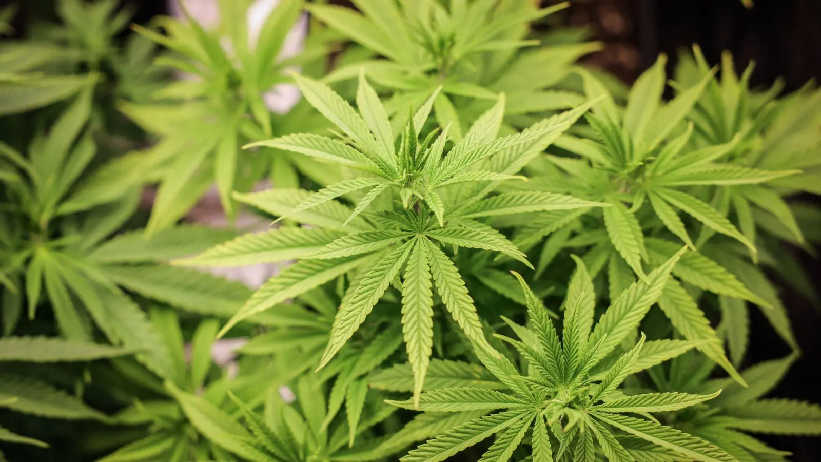 Seit dem 1. April ist der Besitz, private Anbau und Konsum von Cannabis unter Einhaltung bestimmter Regeln in Deutschland erlaubt. (Bild: Christian Charisius/dpa)