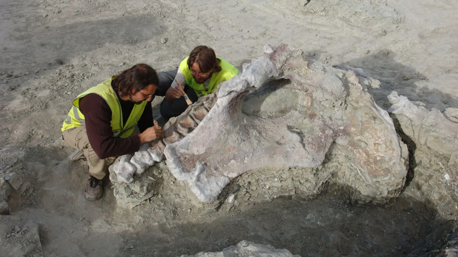 Manche Dinosaurier-Knochen haben gewaltige Ausmaße. Portugiesische und spanische Forschenden haben neue entdeckt. (Bild: Gbe-Uned/dpa)