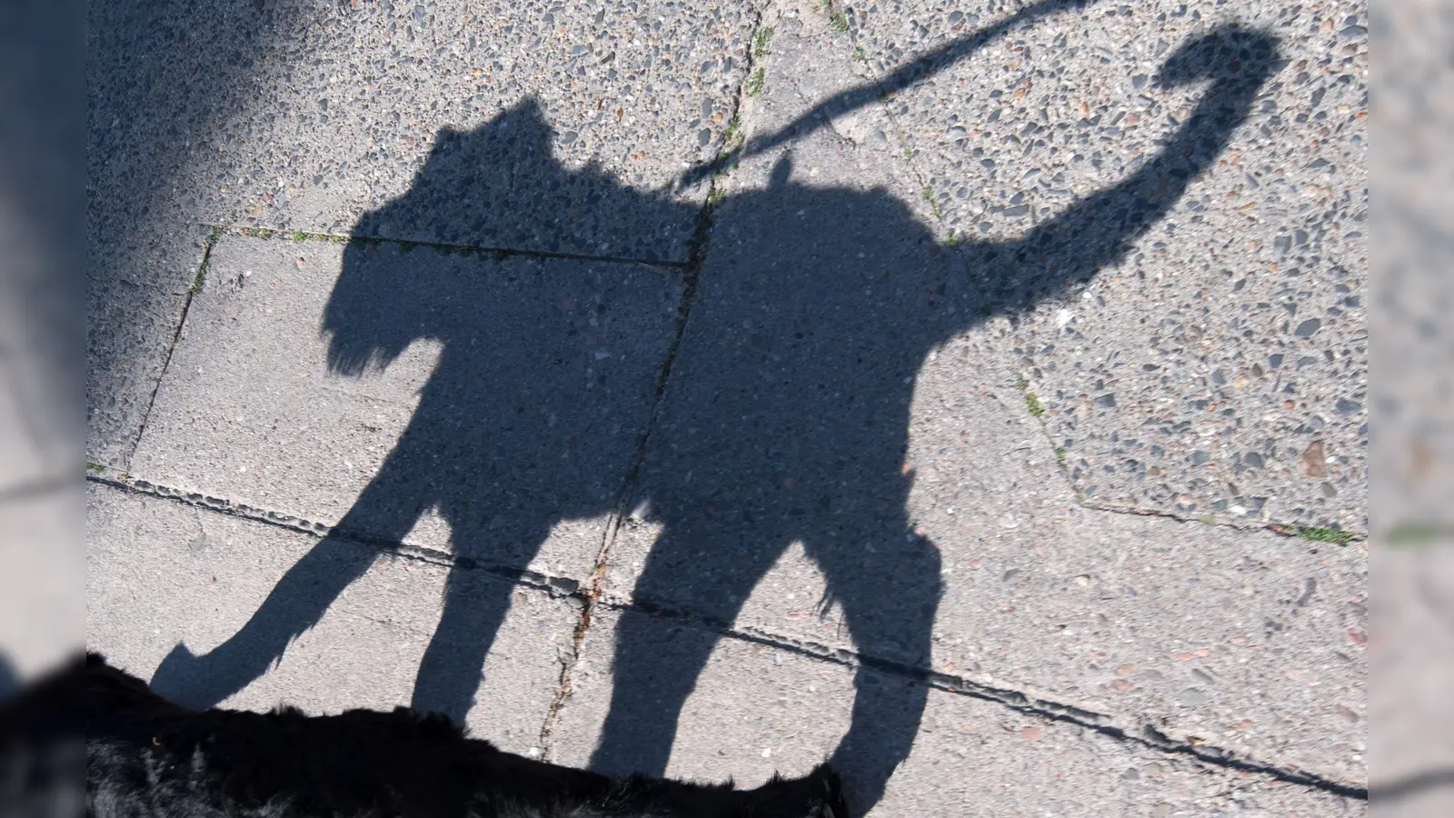 Ein Hund hat in Amberg eine Radfahrerin zu Fall gebracht. Die Polizei ermittelt nun gegen die Halterin. (Symbolbild: Ralf Hirschberger/dpa)