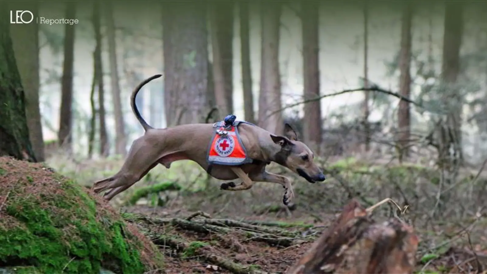 Hannes ist ein ,,Italienisches Windspiel” – die kleinste Unterrasse der Windhunde. Und er rettet Leben.  (Bild: Melanie Dirscherl)
