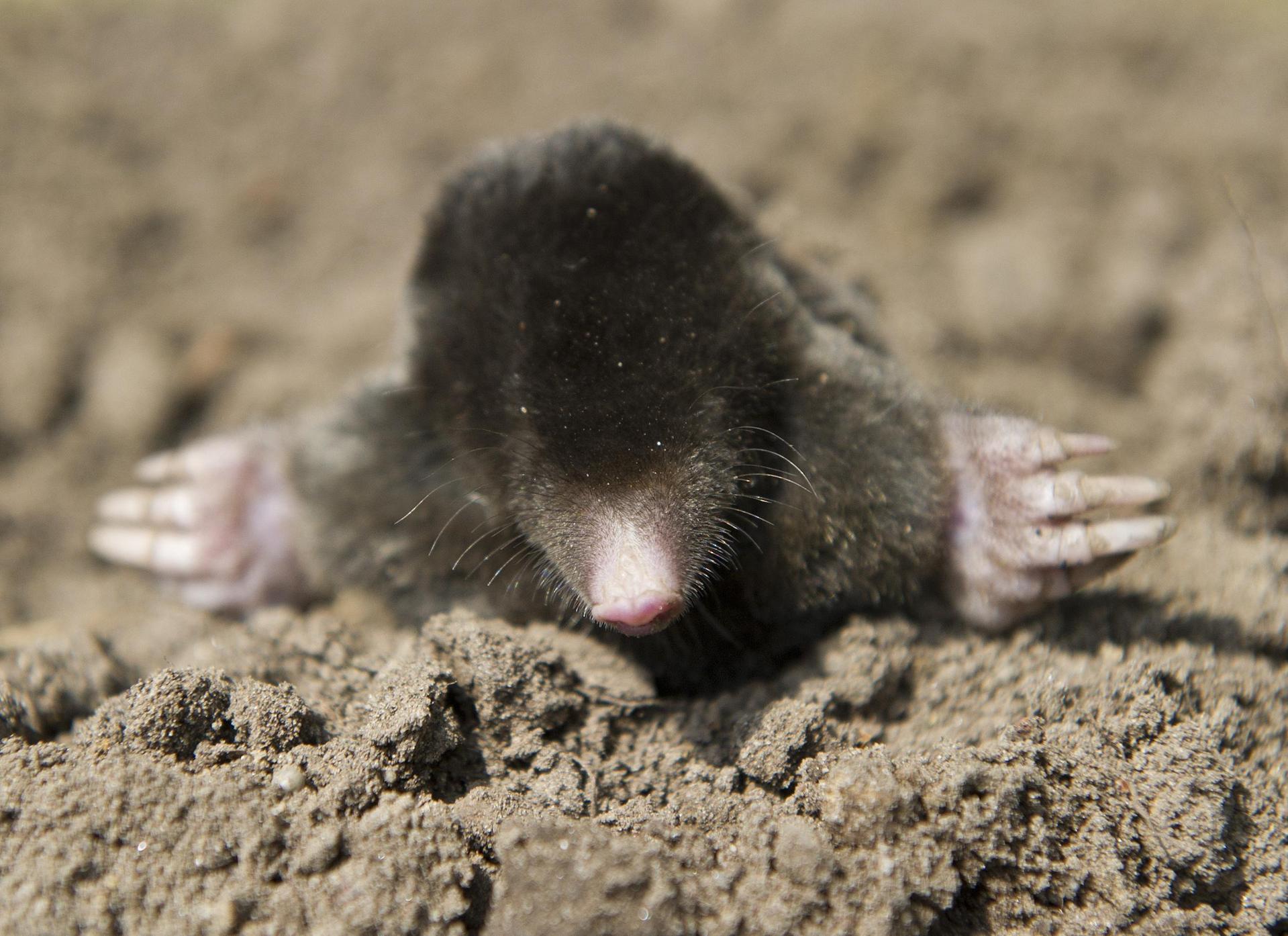 Maulwürfe waren einem Mann aus Schlicht ein Dorn im Auge. Er versuchte, die Tiere mittels Autoabgasen zu töten. (Symbolbild: Patrick Pleul)