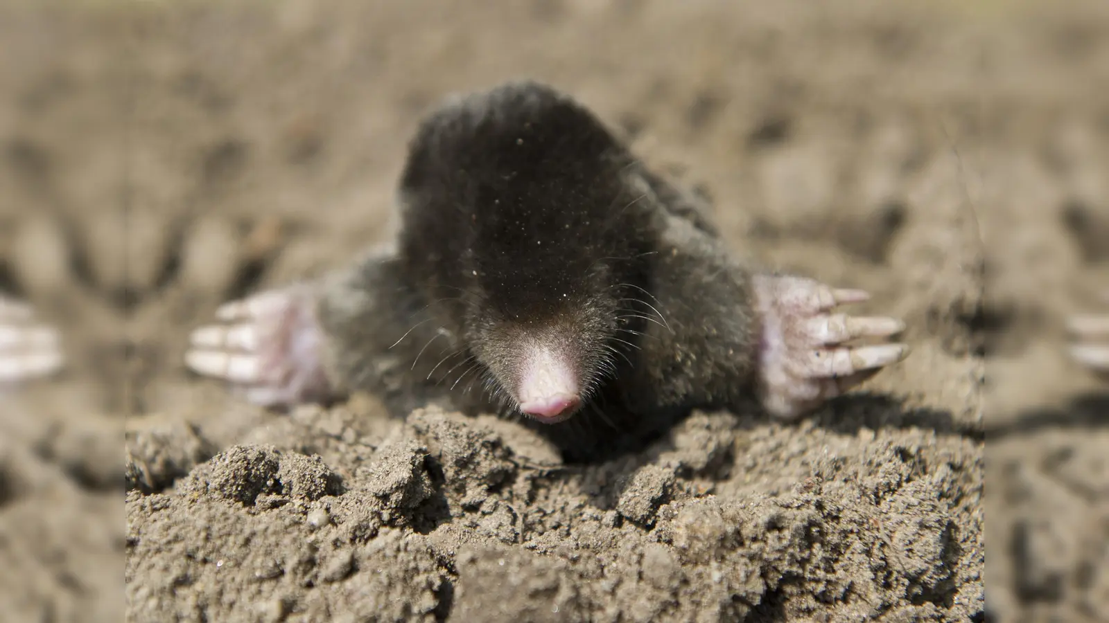 Maulwürfe waren einem Mann aus Schlicht ein Dorn im Auge. Er versuchte, die Tiere mittels Autoabgasen zu töten. (Symbolbild: Patrick Pleul)