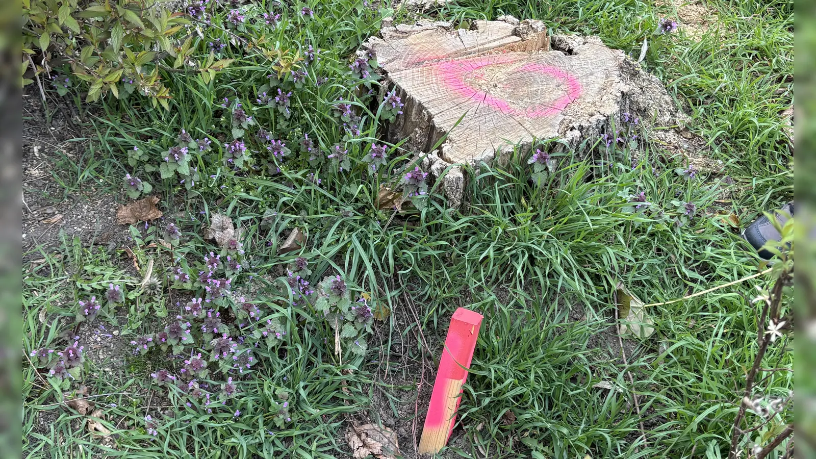Nach der Kritik des Bunds Naturschutz, dass viele Bäume aus dem Amberger Stadtgebiet verschwunden sind, hat nun die Stadt gekontert.  (Bild: san)