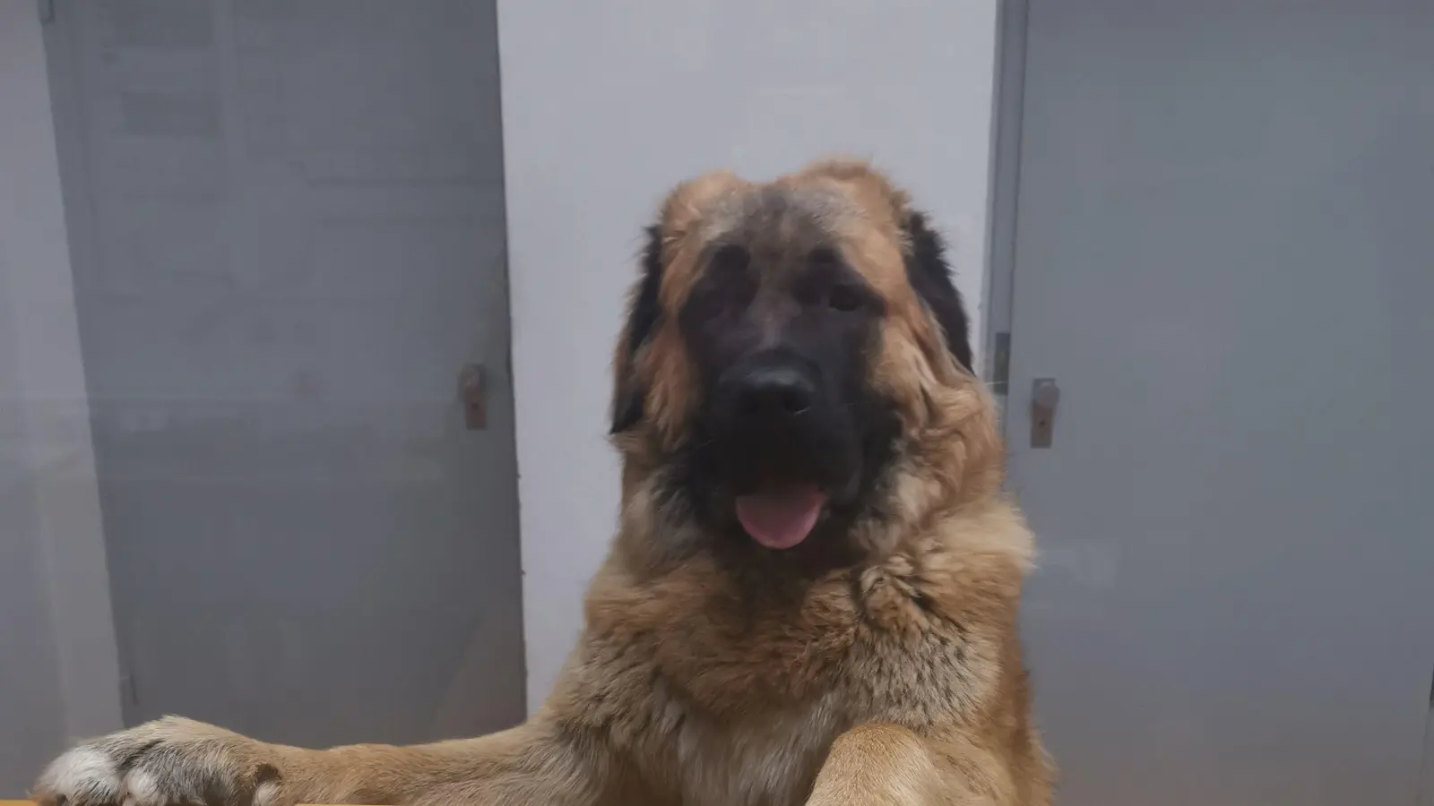 Dieser stattliche Leonberger ließ sich gemeinsam mit einem weiteren Bernhardiner zuerst von den Beamten der Sulzbach-Rosenberger Inspektion durch den Landkreis chauffieren, dann hielten die beiden Hunde die Polizisten in der Wache auf Trab. (Bild: Polizeiinspektion Sulzbach-Rosenberg/exb)