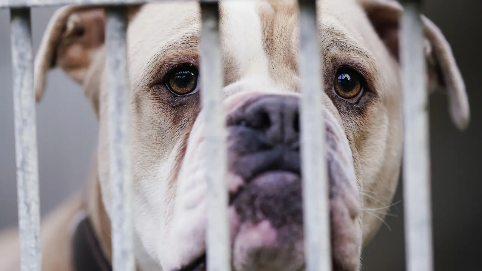 Von so einer Bulldogge ist eine 23-Jährige gebissen worden.  (Symbolbild: Uwe Anspach/dpa)