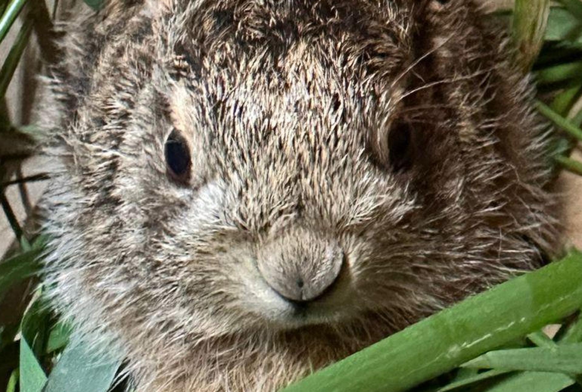 Der kleine Feldhase wird jetzt beim Tierschutzverein Städtedreieck aufgepäppelt.  (Bild: Daniel Tröger, PI Neunburg/exb)