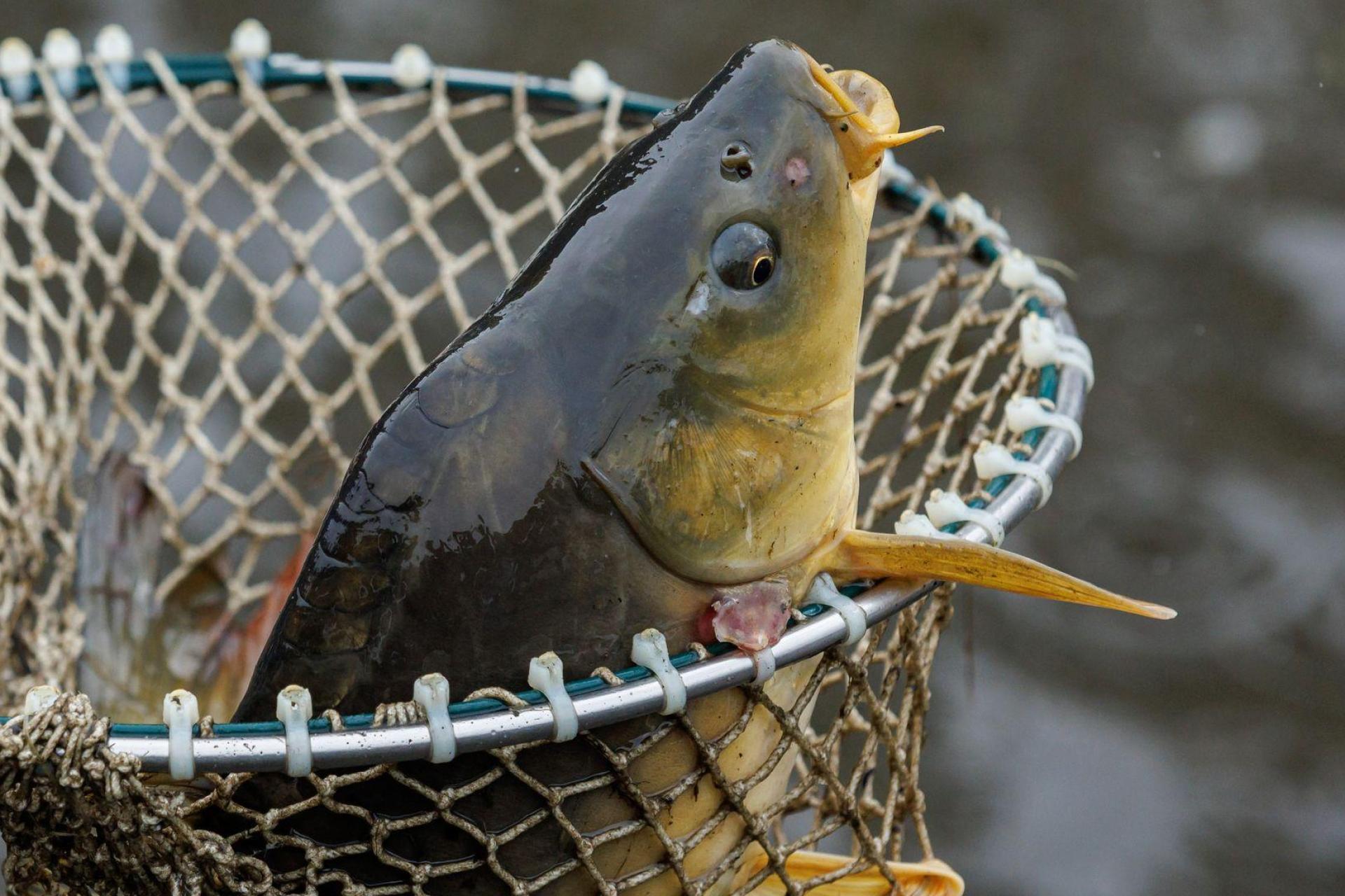 Zwischen Wohlfest und Kögl bei Fensterbach sind rund 400 Kilo Karpfen und Hechte aus einem Fischgehege gestohlen worden. Die Polizei Nabburg bittet um Hinweise.  (Symbolbild: Daniel Karmann/dpa)