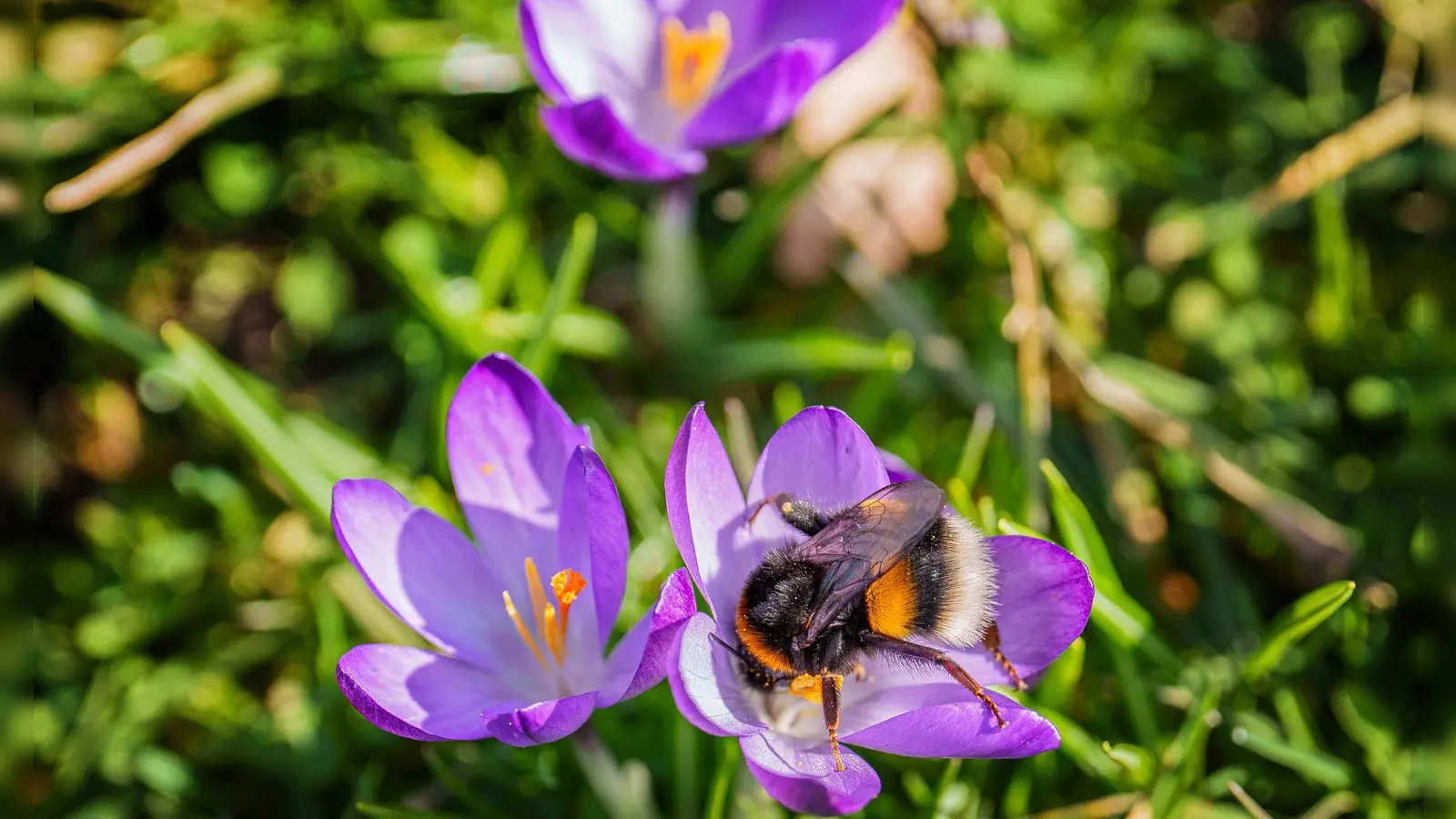 Das Wochenende bringt milde Temperaturen und viel Sonnenschein. (Bild: Andreas Arnold/dpa)