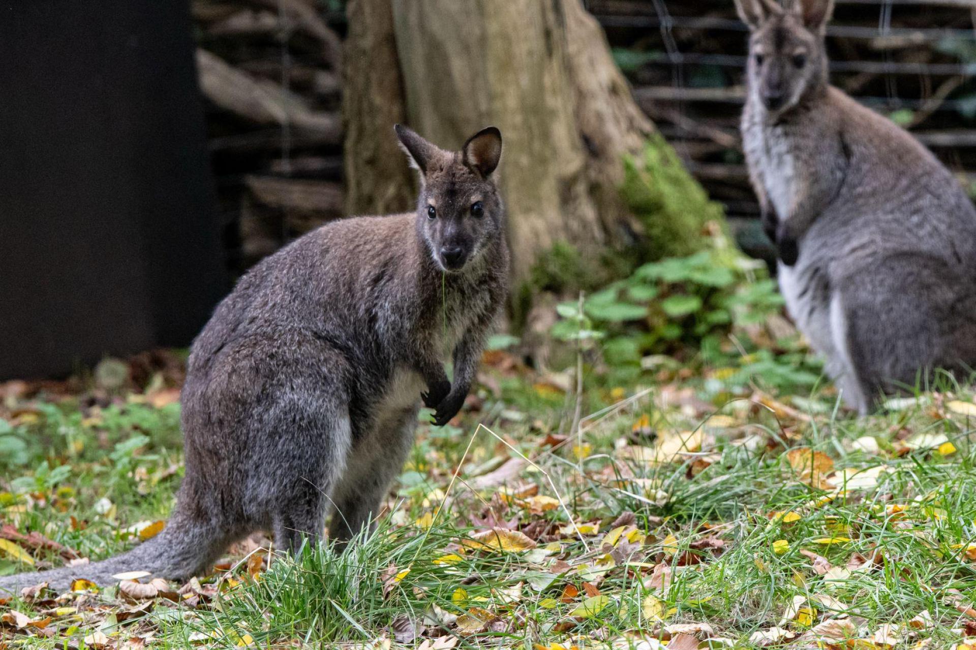 Kängurus sind beliebte Tiere. (Archivbild: Fabian Sommer/dpa)