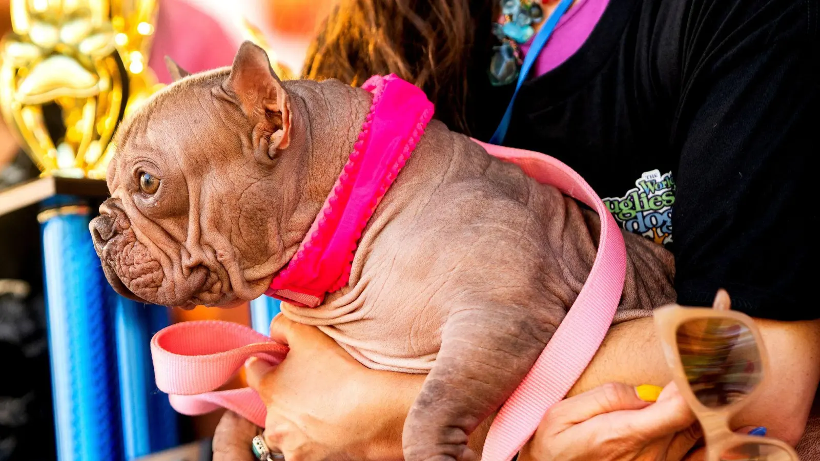 Hässlicher geht's nicht, befanden die Juroren - und kürten Petunia zur Siegerin. (Bild: Noah Berger/AP/dpa)
