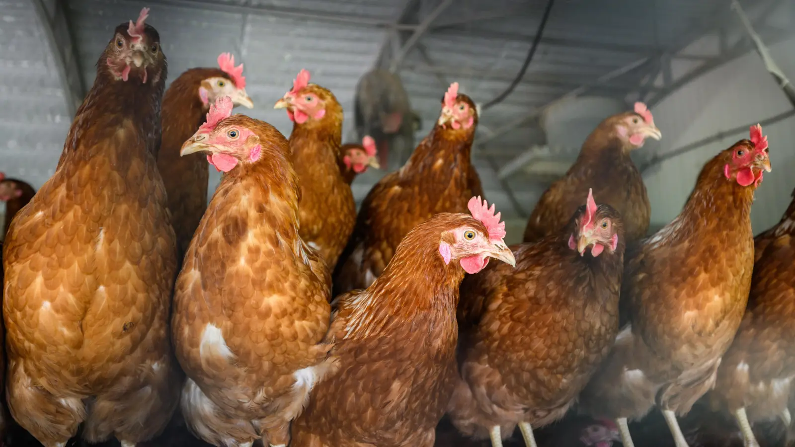 100 Hühner und mindestens 120 Hasen hat das Veterinäramt am Donnerstag im Weidener Stadtteil Mooslohe beschlagnahmt. (Symbolbild: Julian Stratenschulte)