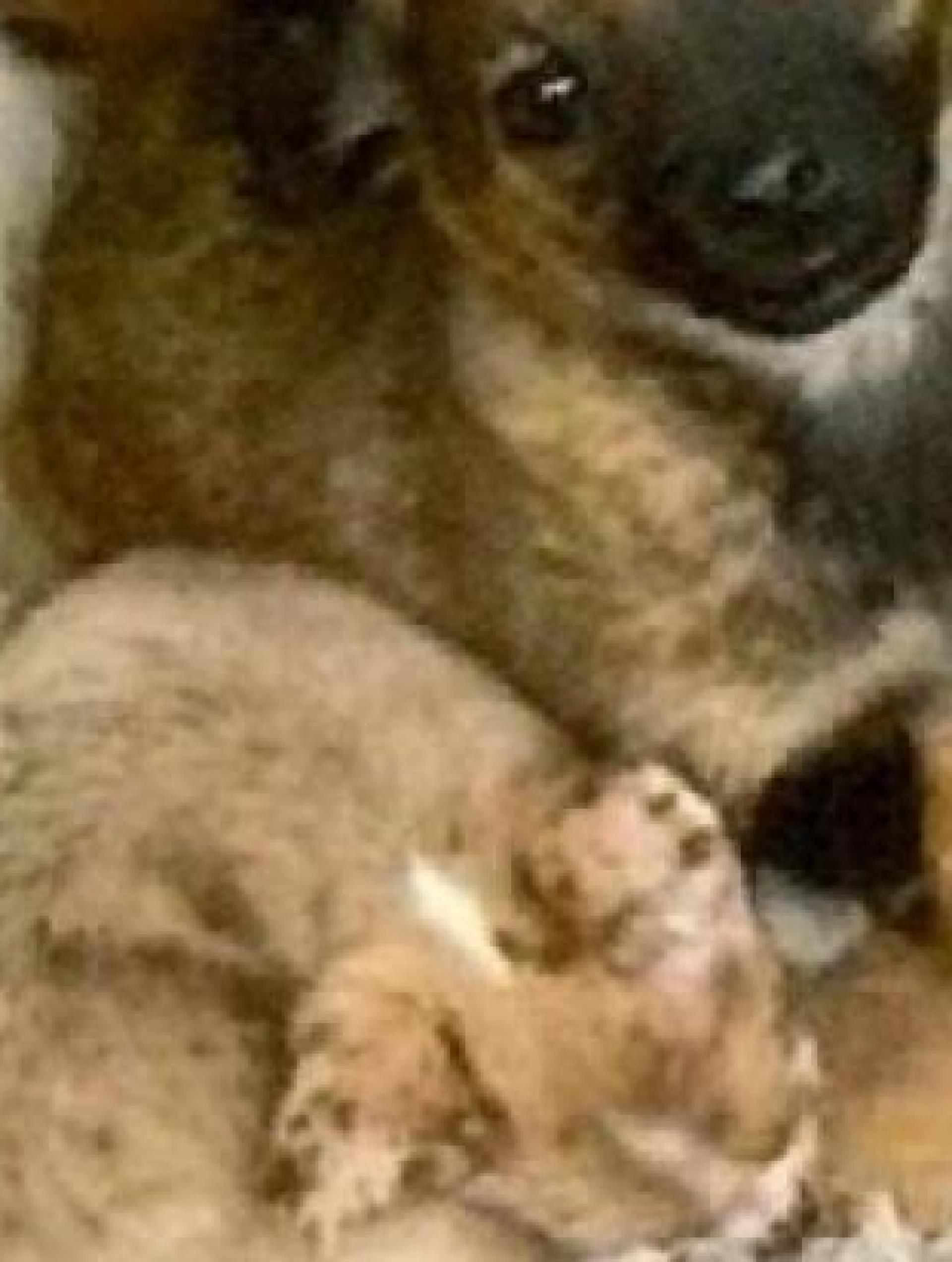 Zwei der drei Welpen, die Zollbeamte in Wernberg-Köblitz sicherstellten.  (Bild: Hauptzollamt Regensburg/exb)