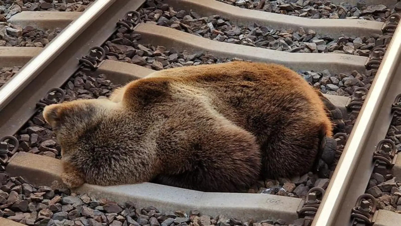  Ein Bär liegt tot auf den Gleisen in der Nähe des Bahnhofs Schwarzach-St. Veit im Salzburger Pongau. (Bild: Land Salzburg/ÖBB/APA/dpa)