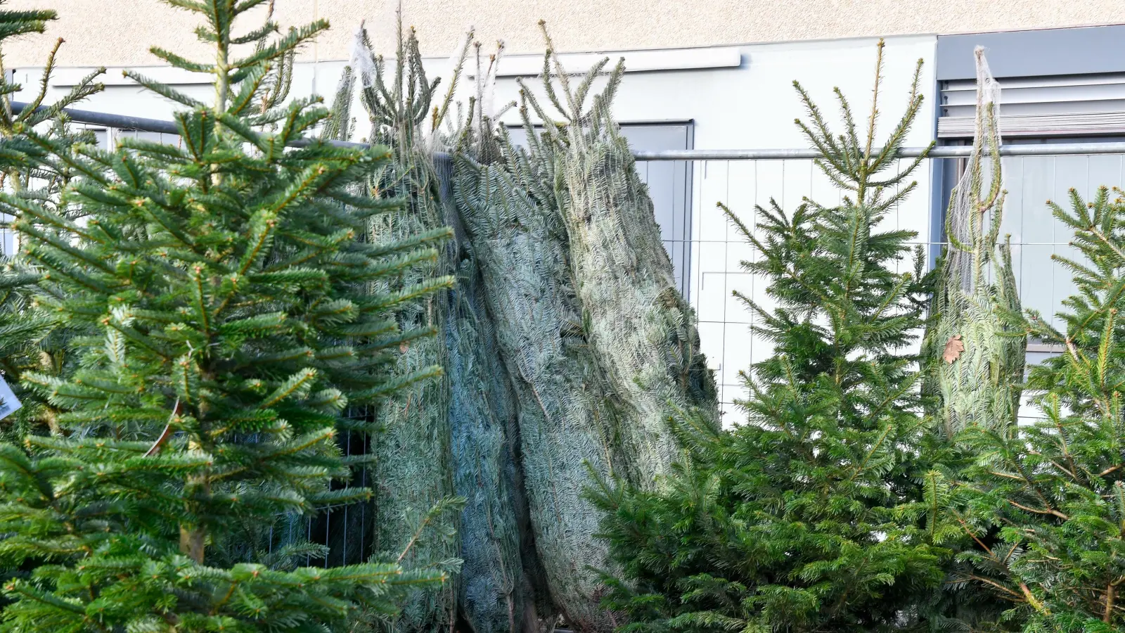 An einem Verkaufsstand am Bergsteig in Amberg, wo ein Händler aus Baden-Württemberg Weihnachtsbäume verkauft, sind insgesamt 81 Christbäume verschwunden.  (Bild: Petra Hartl)