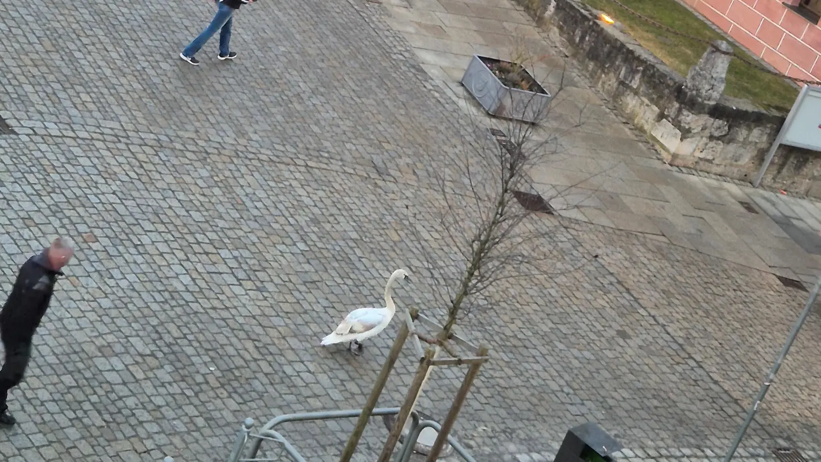 Ein aufmerksamer Beobachter des Schwanen-Intermezzos vor dem gotischen Rathaus in der Sulzbacher Altstadt am frühen Sonntagabend schickte uns diesen Schnappschuss. (Bild: Markus Sindel)