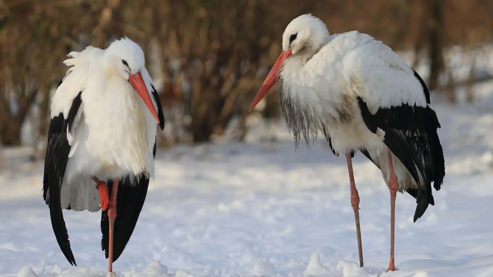 Drei Weißstörche aus dem Nürnberger Tiergarten verstarben nach einem positiven Test auf die Vogelgrippe. (Archivbild: Jens Wolf/dpa)