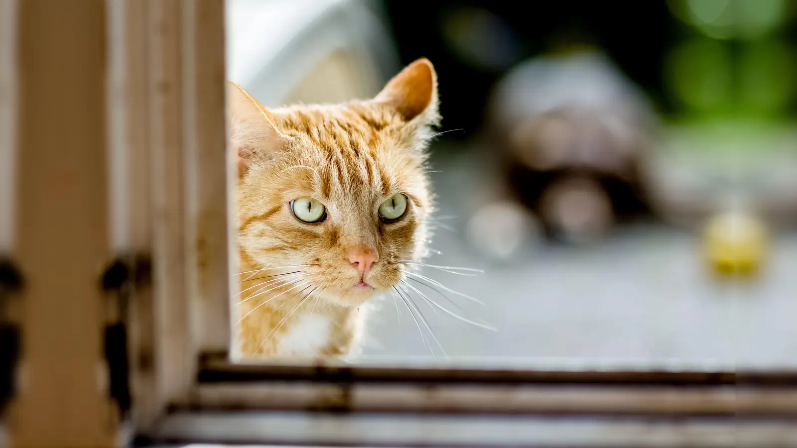 In Amberg ist von einer Katze das Halsband inklusive GPS-Tracker gestohlen worden.  (Bild: Markus Scholz/dpa)