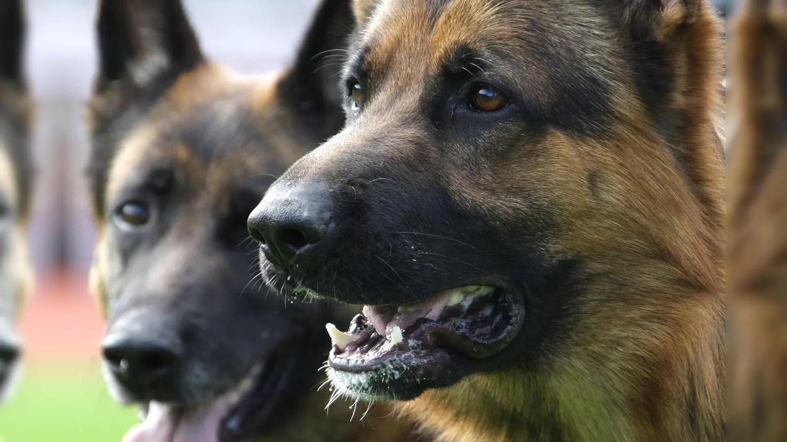 Ein Schäferhund hat in Gebenbach einen Lieferanten gebissen. Die Polizei ermittelt wegen fahrlässiger Körperverletzung. (Symbolbild: Peter Steffen /dpa)