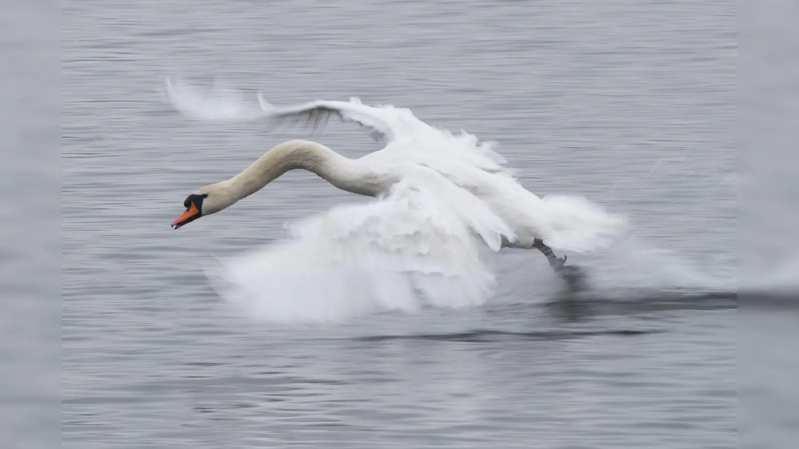Ein verletzter Schwan wurde in Amberg gerettet und zur Tierauffangstation gebracht. (Symbolbild: Sebastian Kahnert/dpa)
