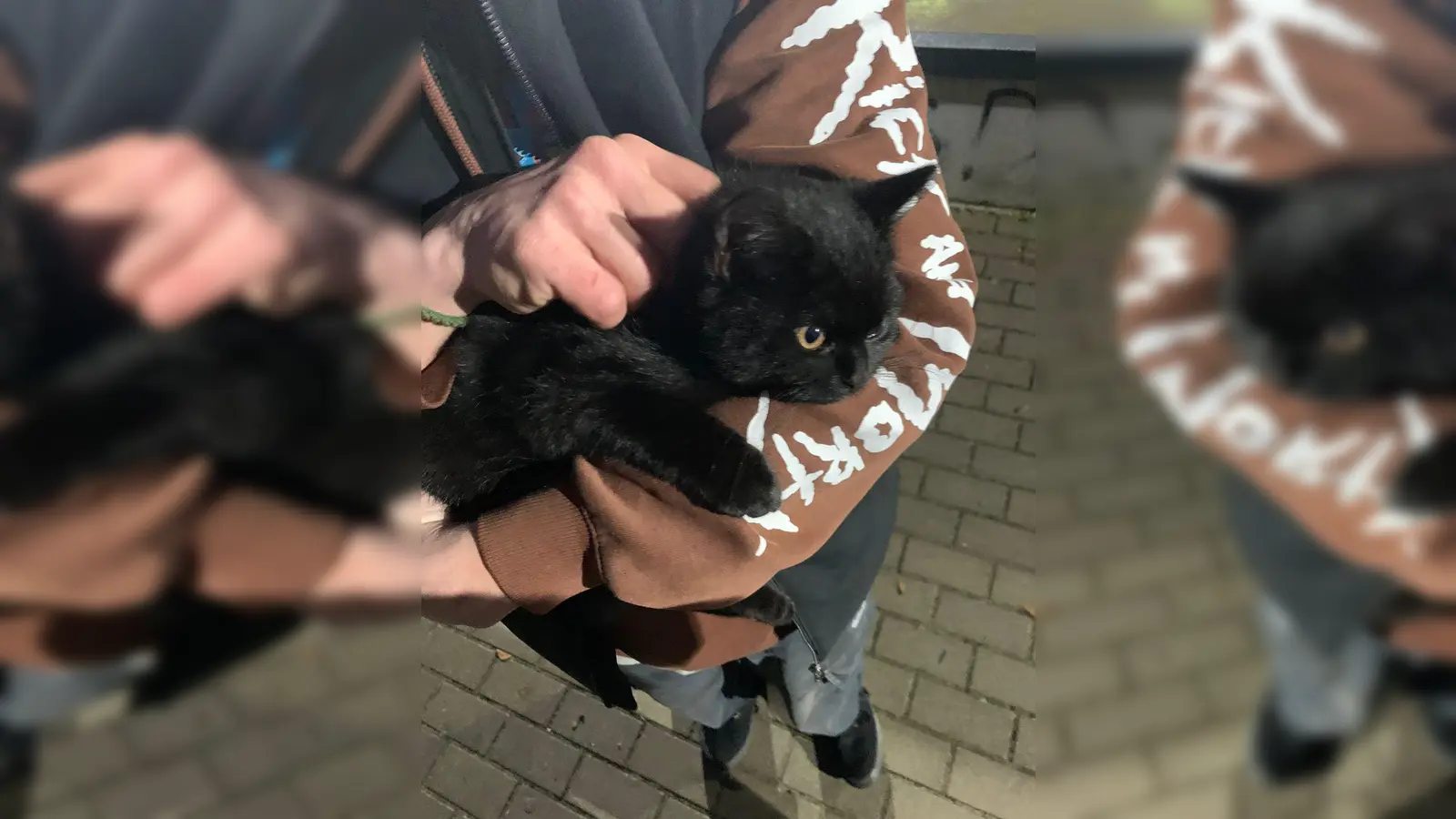 Dem kleinen schwarzen Kater geht es gut. Gefunden wurde er am Amberger Skatepark.  (Bild: Kewin Jeleniewski)