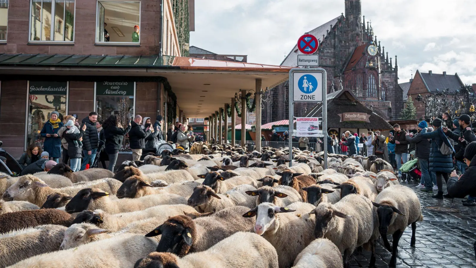 Der Schafzug durch die Innenstadt zieht mittlerweile viele Schaulustige an.  (Bild: Daniel Vogl/dpa)