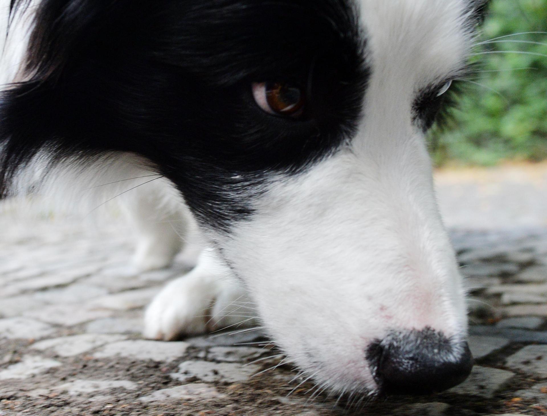 In Vilseck lag ein vermeintlicher Giftköder am Straßenrand.  (Symbolbild: Maurizio Gambarini/dpa)