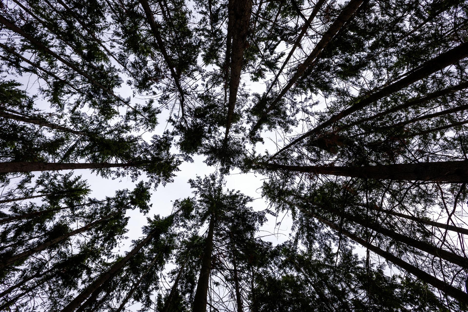 Wegen Waldarbeiten kann eine Straße zwischen Traßlberg und Ursulapoppenricht nicht befahren werden. (Symbolbild: Jens Büttner/dpa)